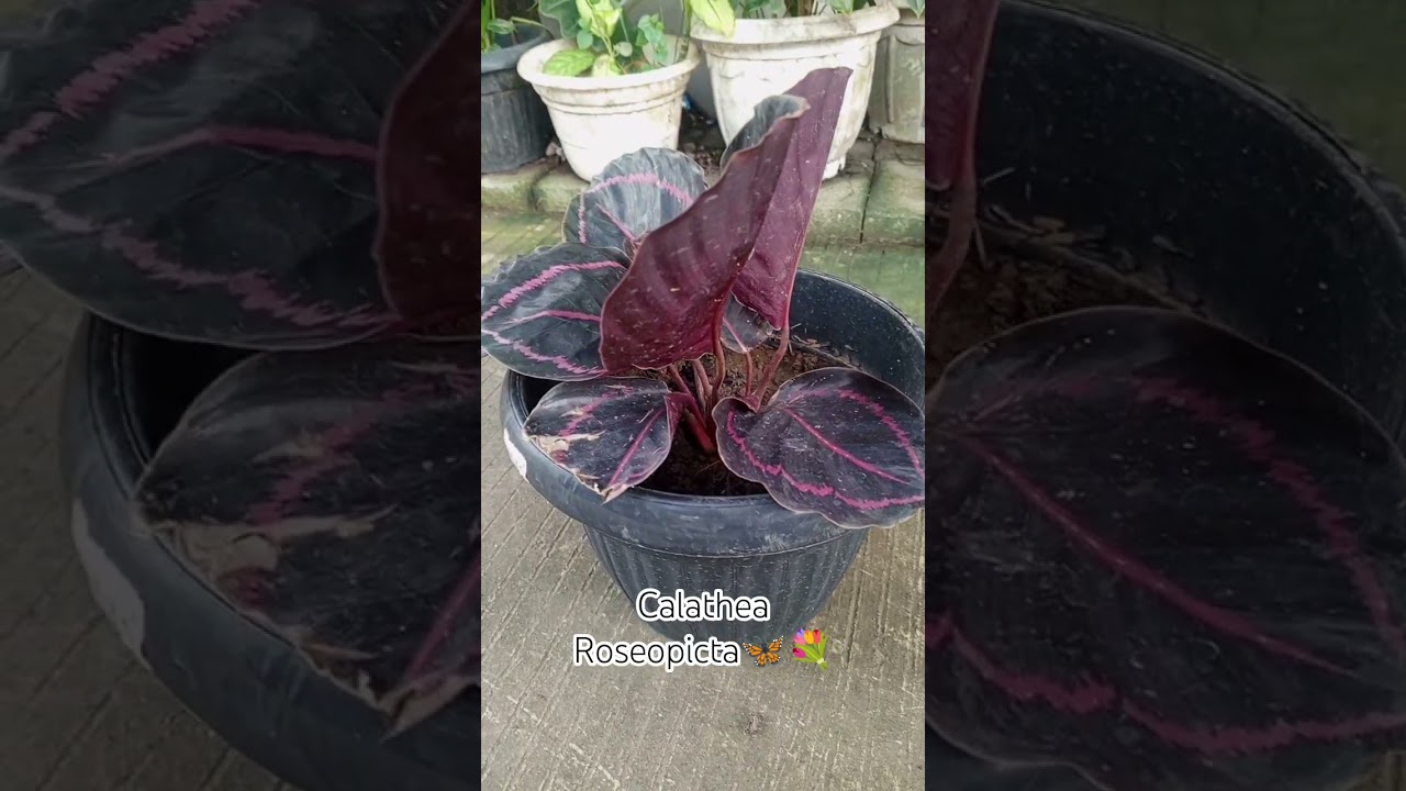 Calathea Roseopicta 