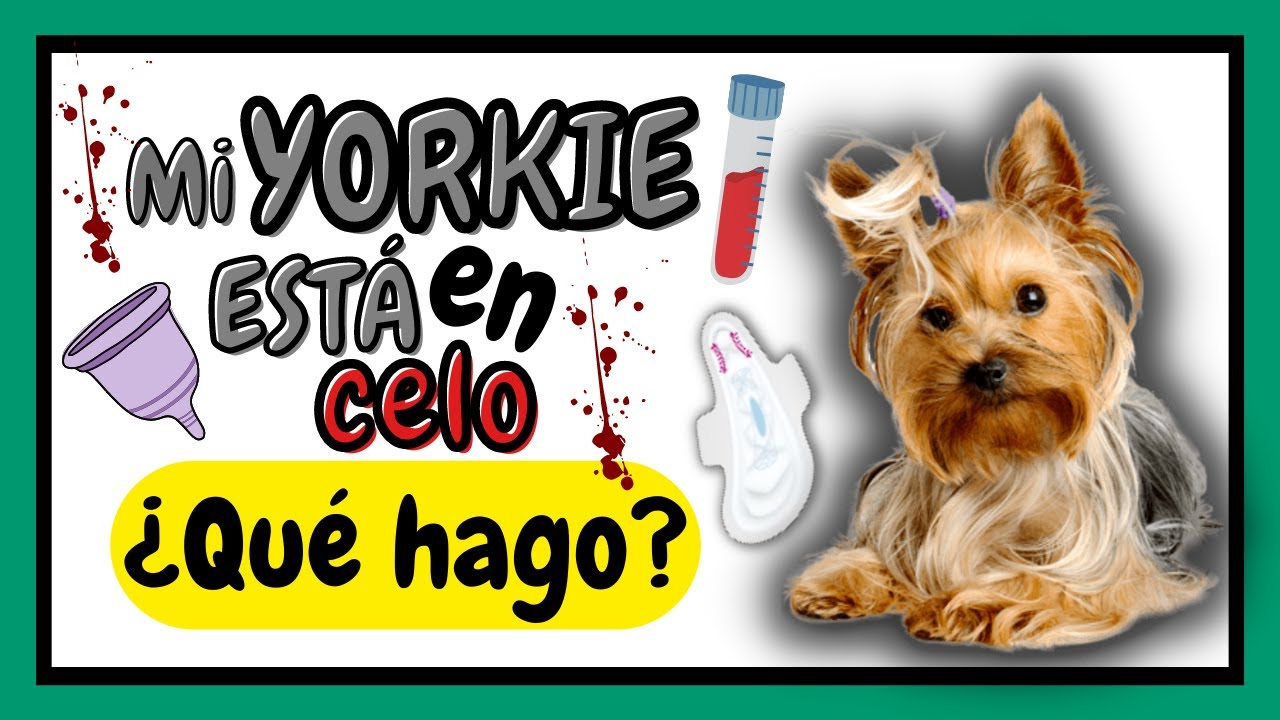 MI PERRITA est&aacute; en CELO &iquest;Qu&eacute; HAGO? &iquest;CUANTO DURA?&iquest;QUE necesito?  | MI YORKIE