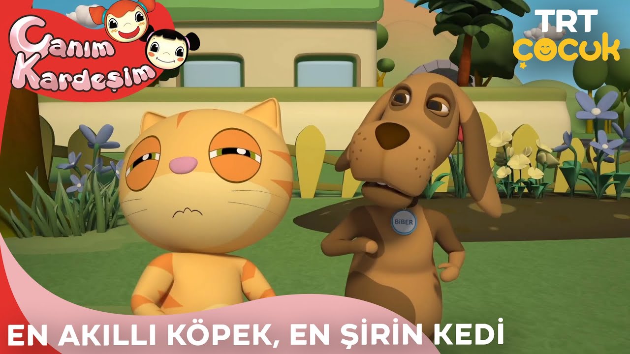 Canım Kardeşim - En Akıllı Köpek, En Şirin Kedi