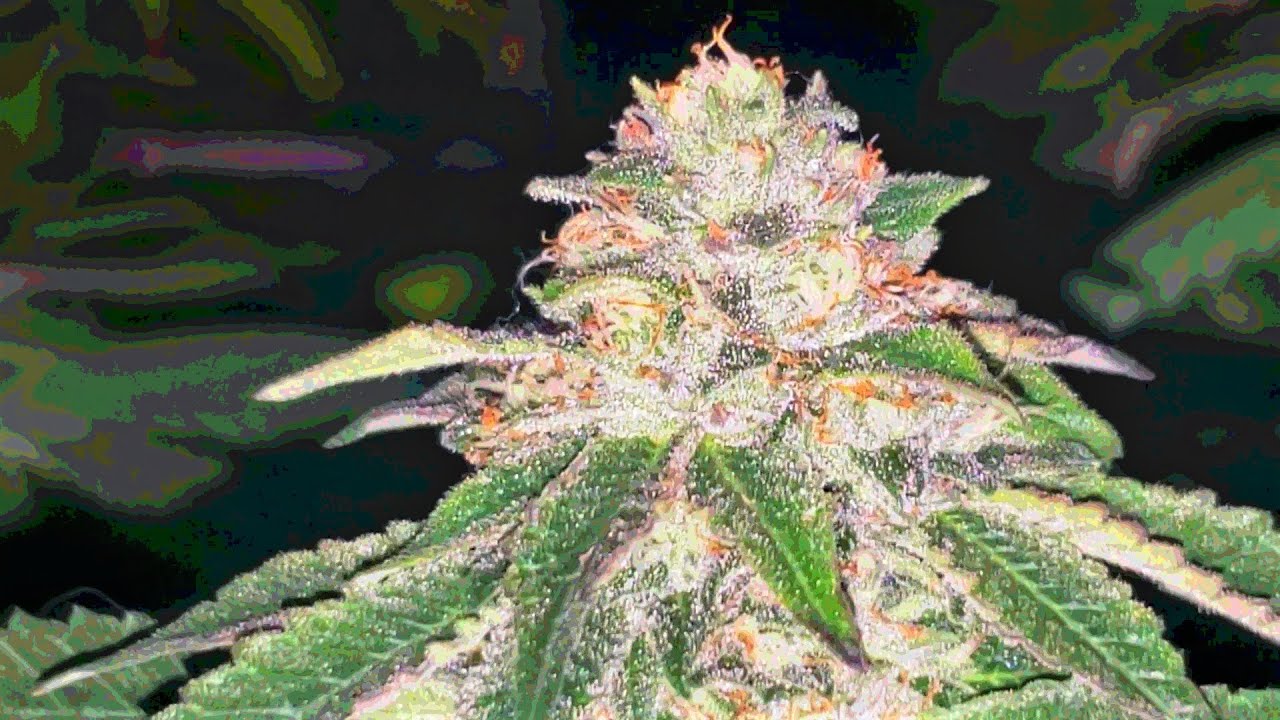 Dab145 flash Flowers