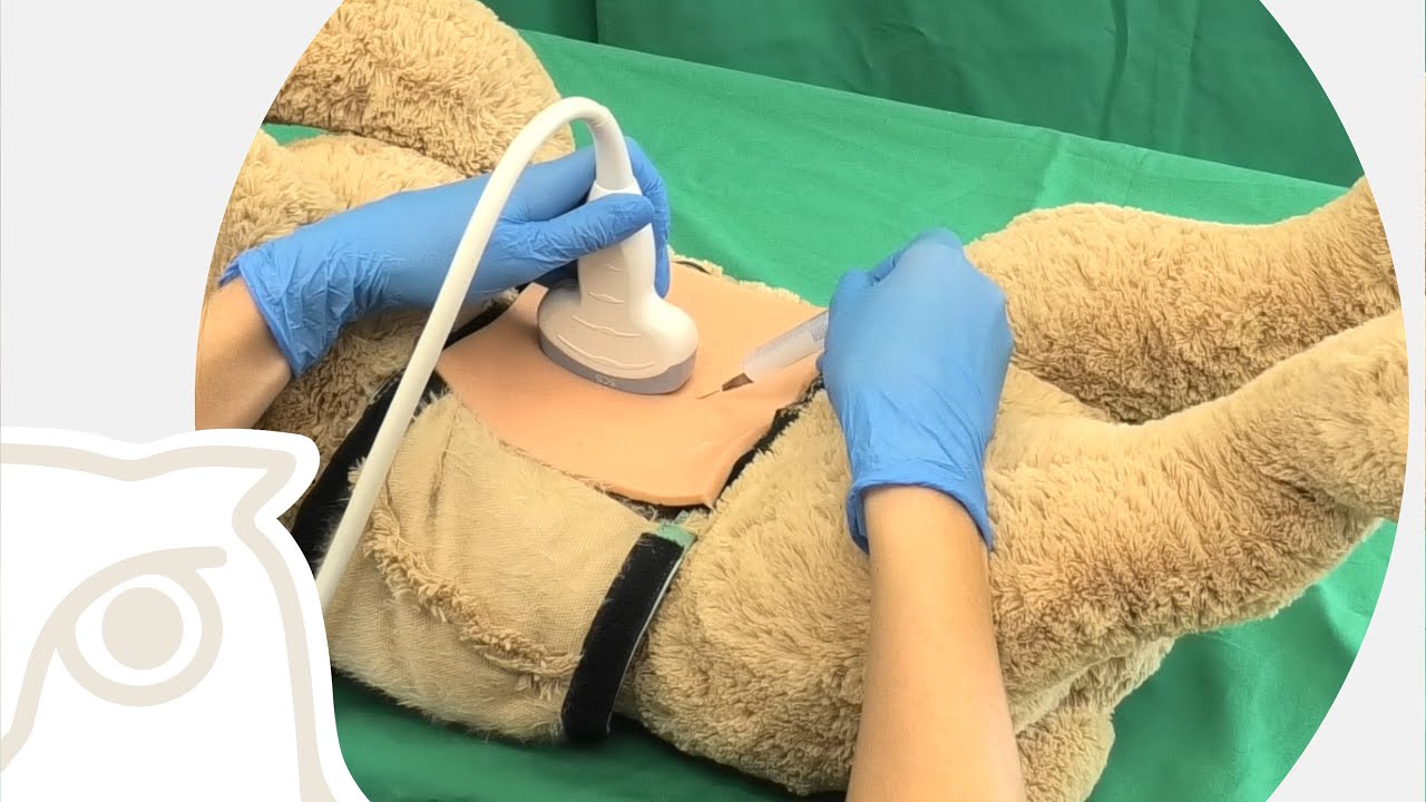 CSL: Ultraschallkontrollierte Zystozentese beim Kleintier