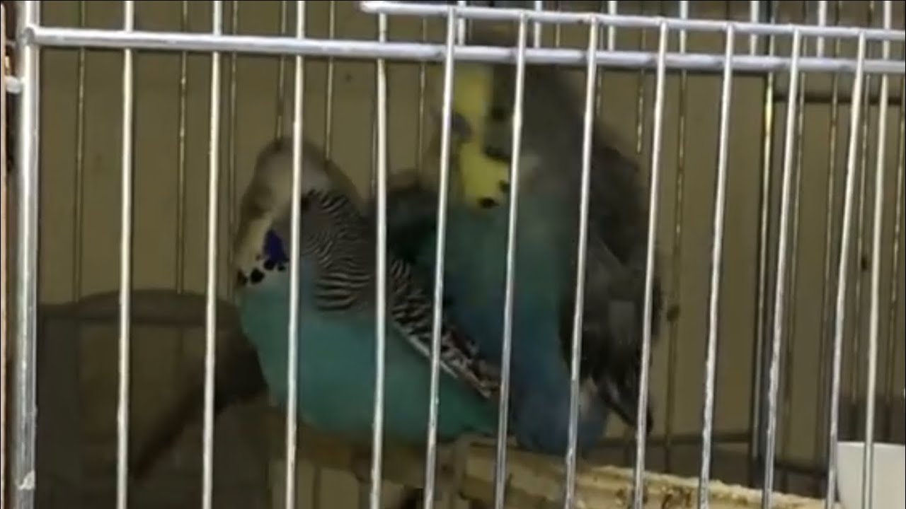 Muhabbet Kuşu Eş Tutturma / Yeni Video