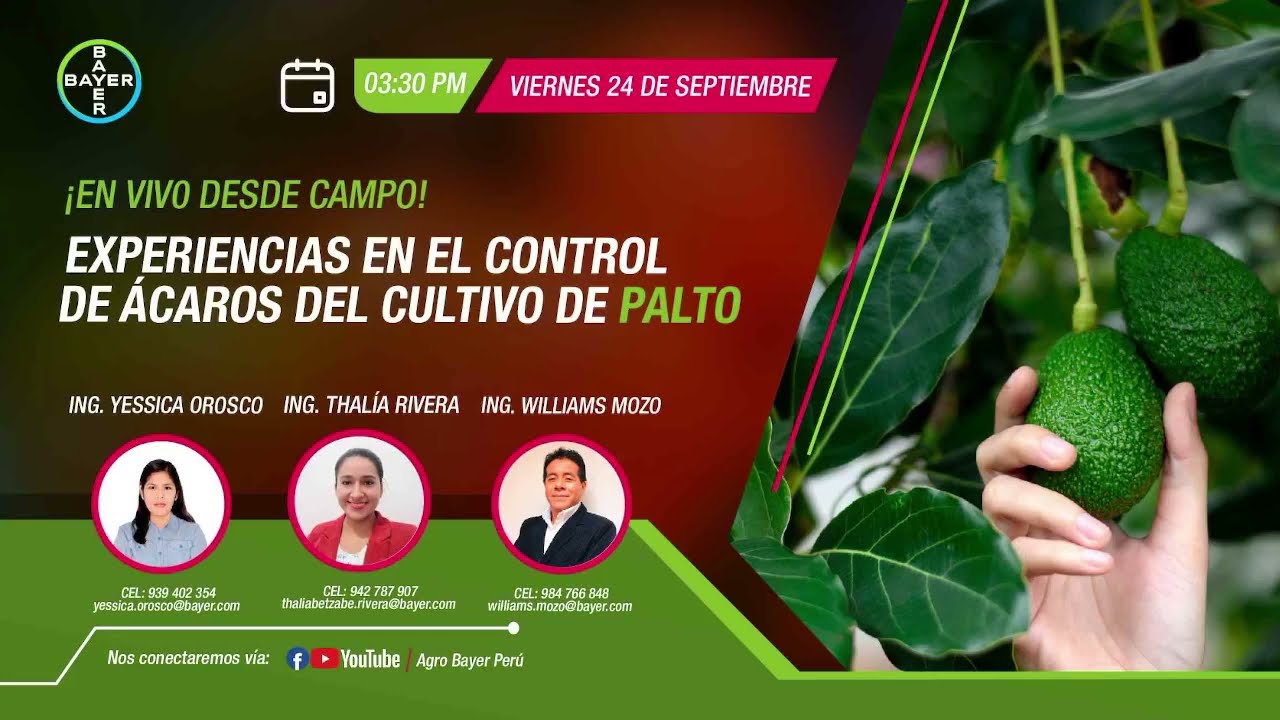 Experiencias en el control de ácaros del cultivo de palto | Agro Bayer Perú