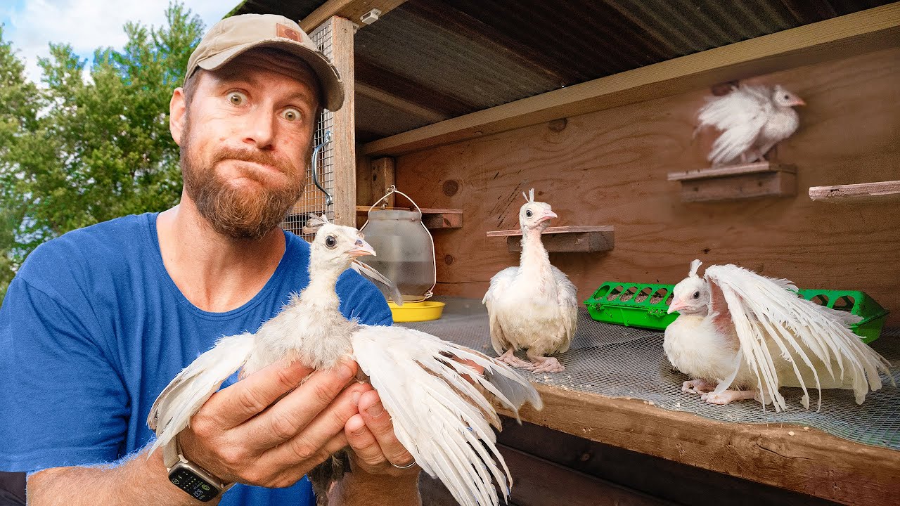 Птенцам павлинов НЕ НРАВИТСЯ их новый дом