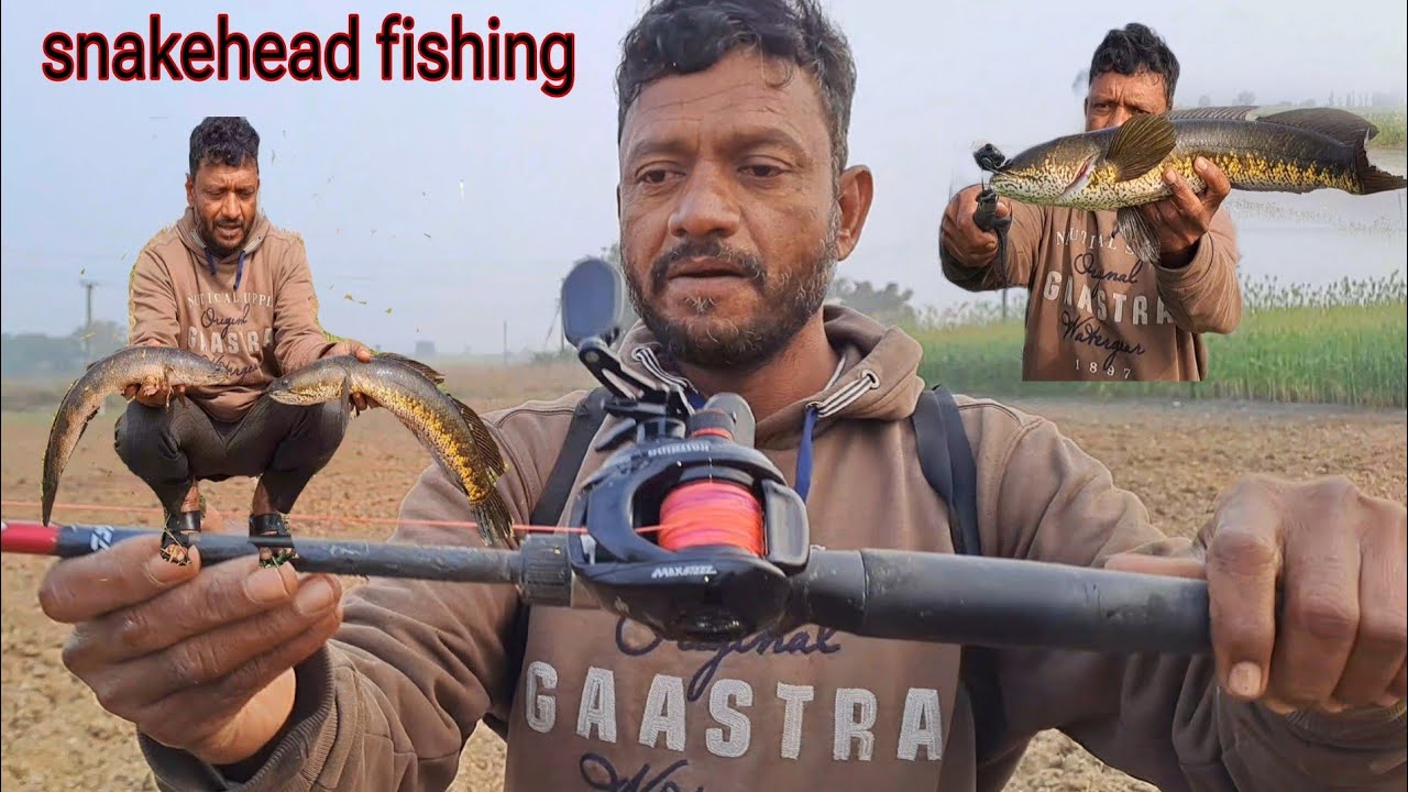Amazing Maral Hyderabad Snakehead Fishing Videos | Samal Fishing | Murel Fishing Spot