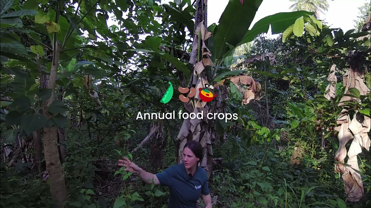 VR-experience 'Dynamic Agroforestry' in Sierra Leone
