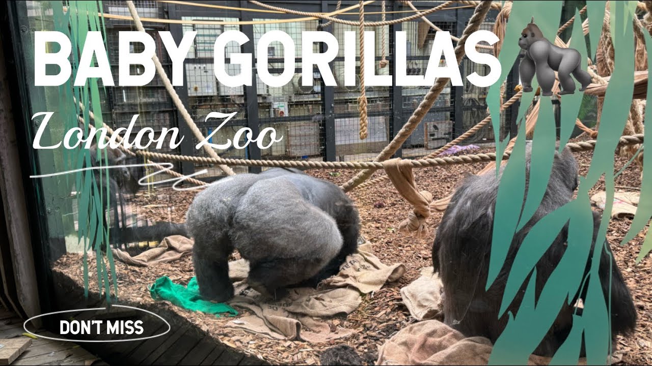 LONDON ZOO - REVISITED ONLY TO SEE THE BABY GORILLAS 🦍 6.3.2024