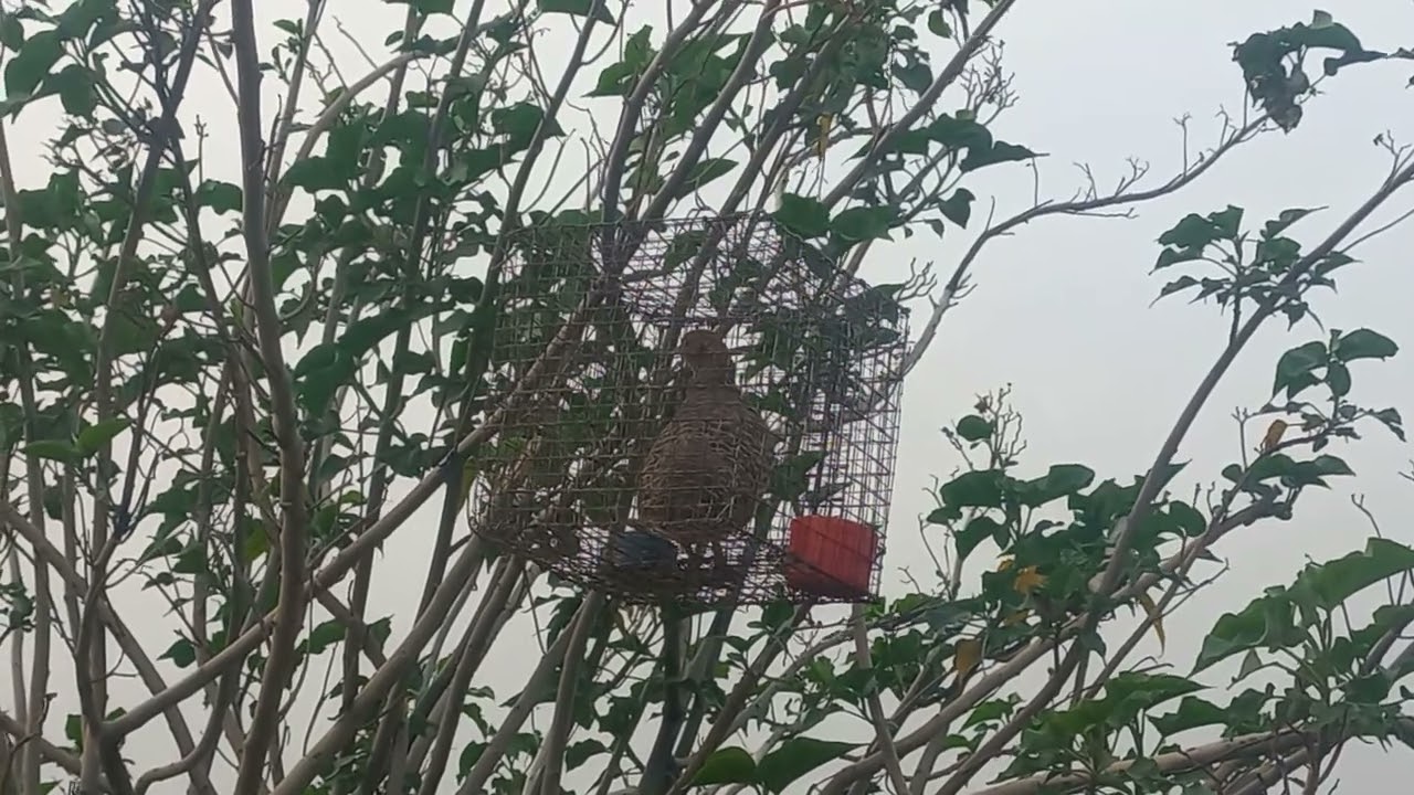grayfrionclin female teeter grey partridge hunting calls 📞 (2)