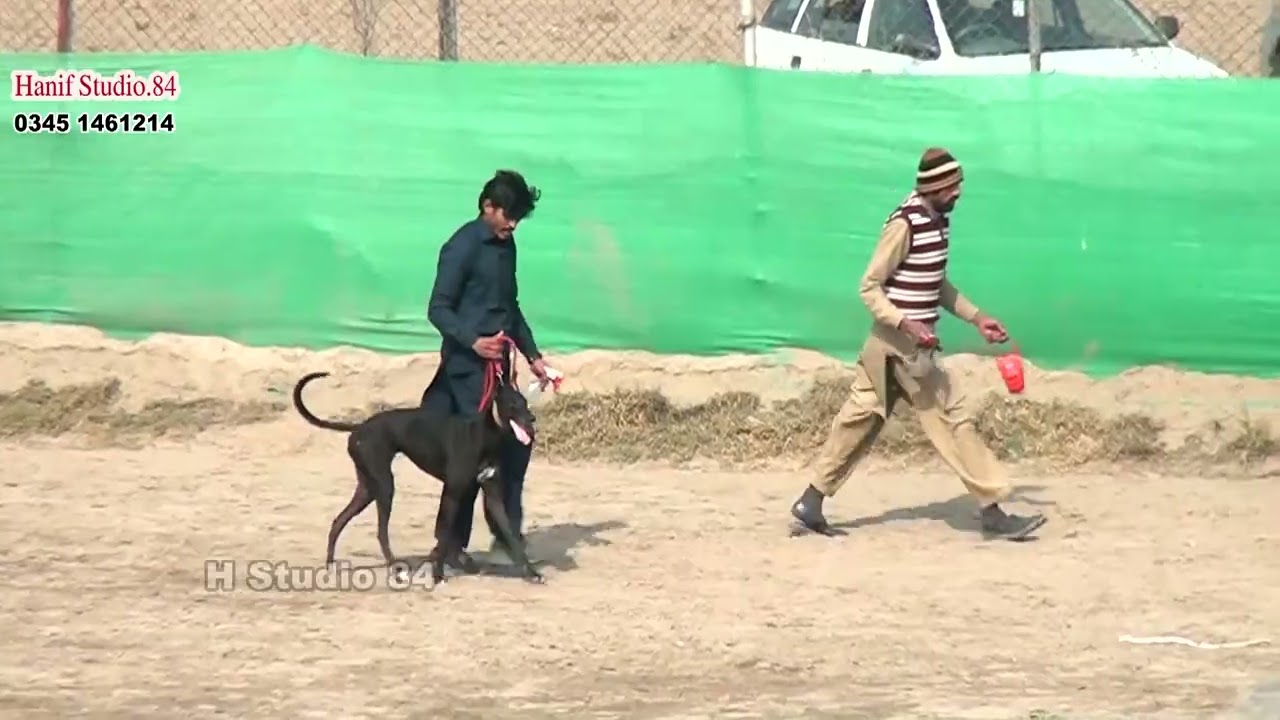 Coursing Race round 2 Pakistan coursing club Phalia 22 Jan 2026