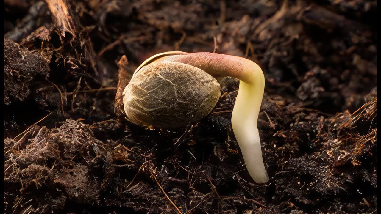 How to germinate Cannabis Seeds - Cannabis Seed Germination #cannabiseducation