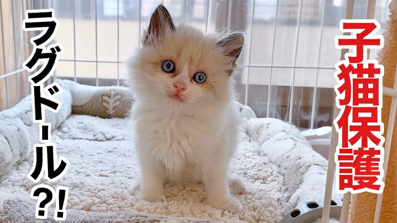 雨の夜､ドブに捨てられた子猫は､まさかのラグドールでした