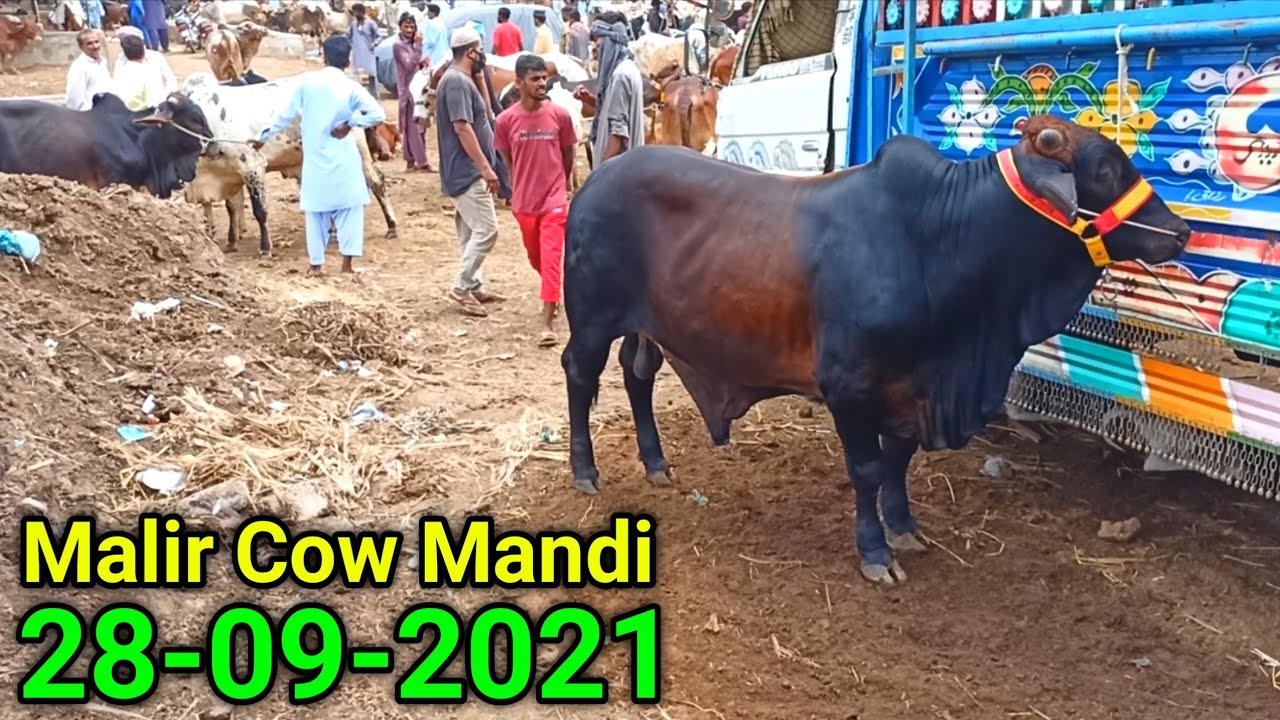 Malir Jokhio Cow Mandi 2021 Price Update 28-09-2021 | Karachi Cattle & Bull Market | Cow Mandi Vlog