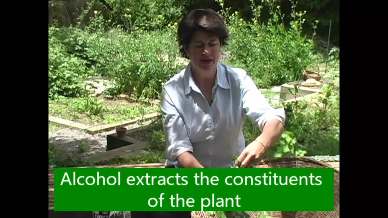 Fresh Plant Tincture with Lemon Balm - Millcreek Herbs