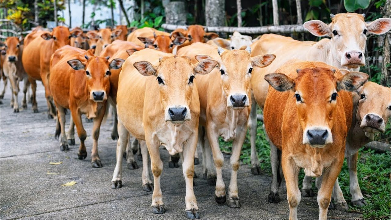 So Relaxing! Hundreds of Cows Heading Home from Grazing