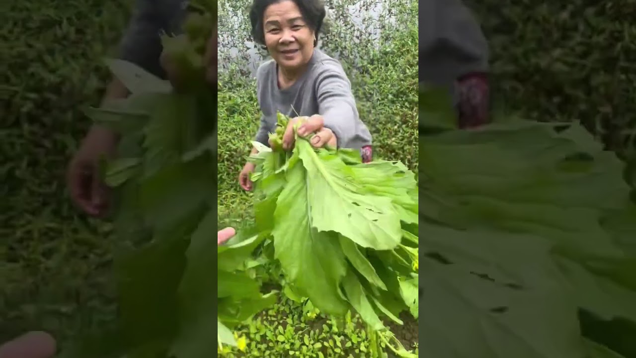 Ghé quan cơm má Dung ăn không cả nhà ơi