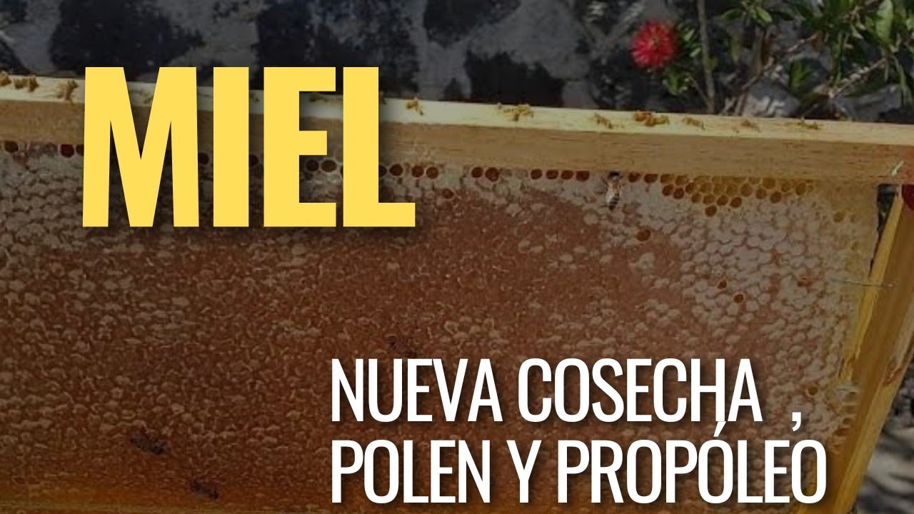🐝MIEL PURA ,¿QUÉ ES EL POLEN ¿PROPOLEO ? cómo se ven recién cosechados