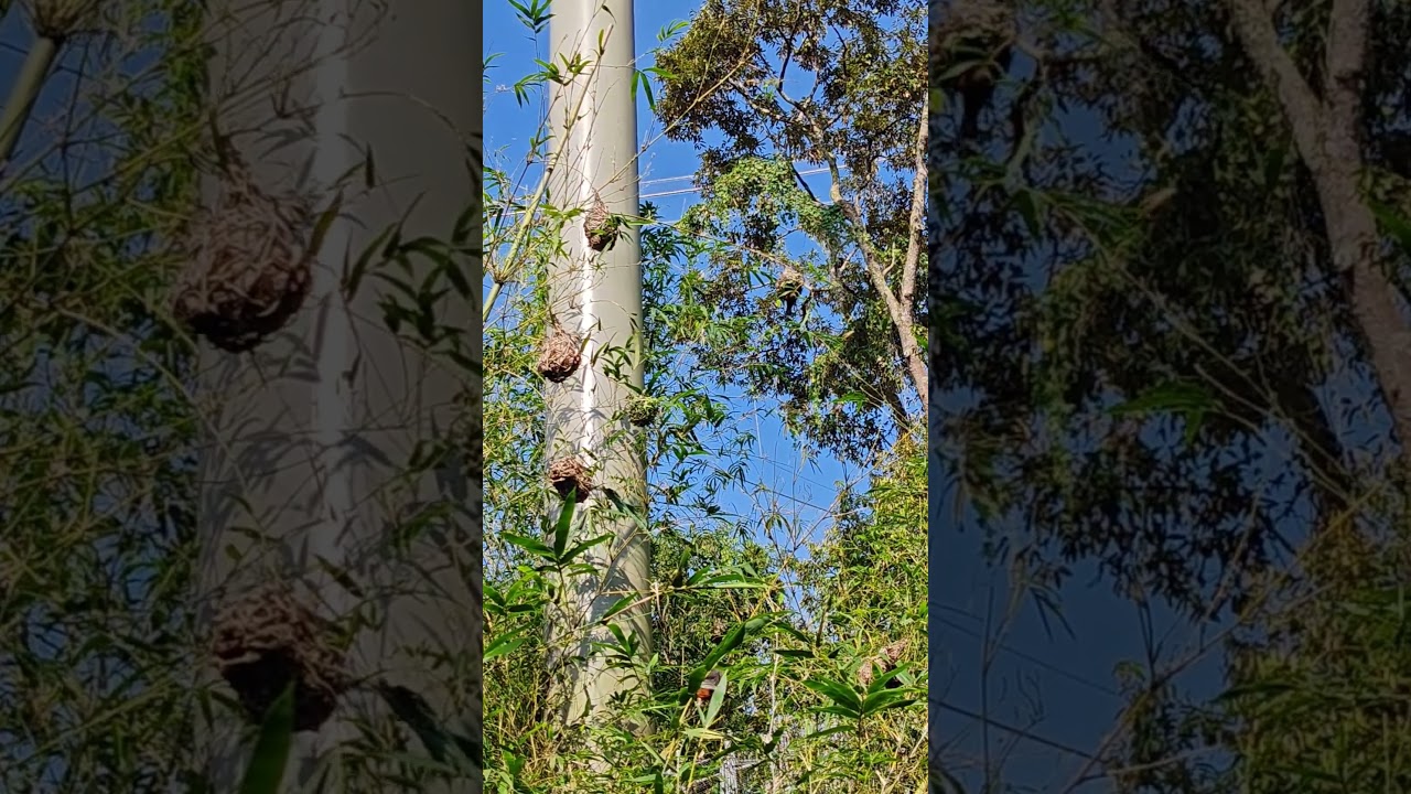 Nests of parrots in the trees in Singapore Zoo 