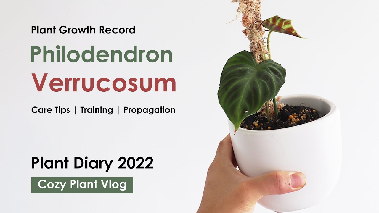 Verrucosum philodendron care Plant Diary 2022 Philodendron Verrucosum Care tips and Propagation