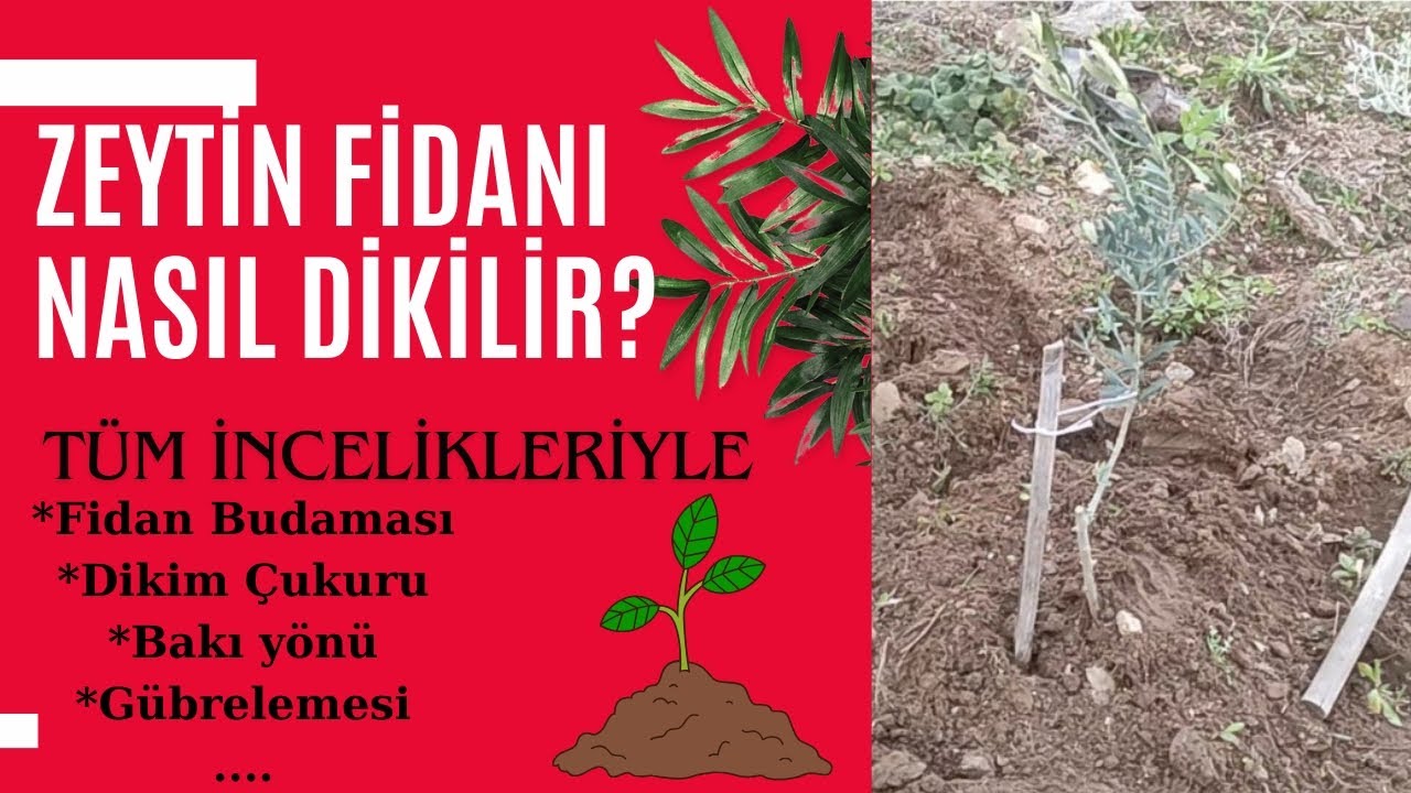 Zeytin Fidanı Nasıl Dikilir? Tüm ayrıntıları.