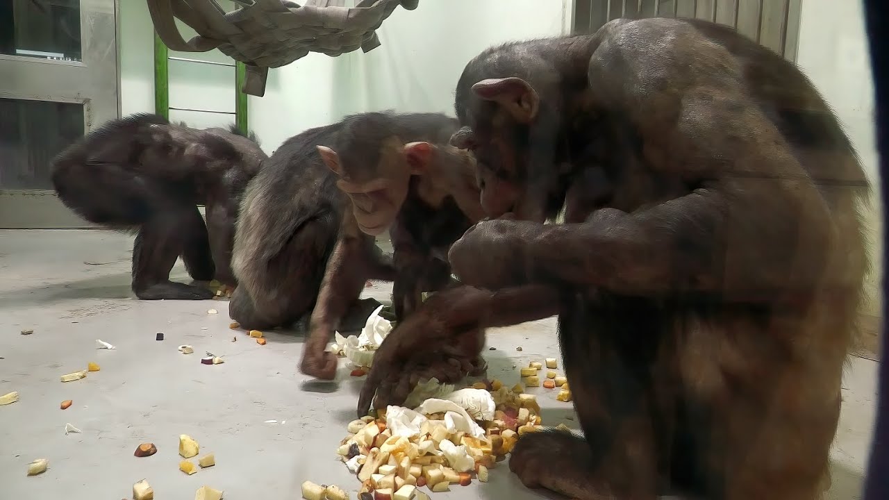 コウタたちの食事の時間（Kota family meal time）　おびひろ動物園　チンパンジー　202110