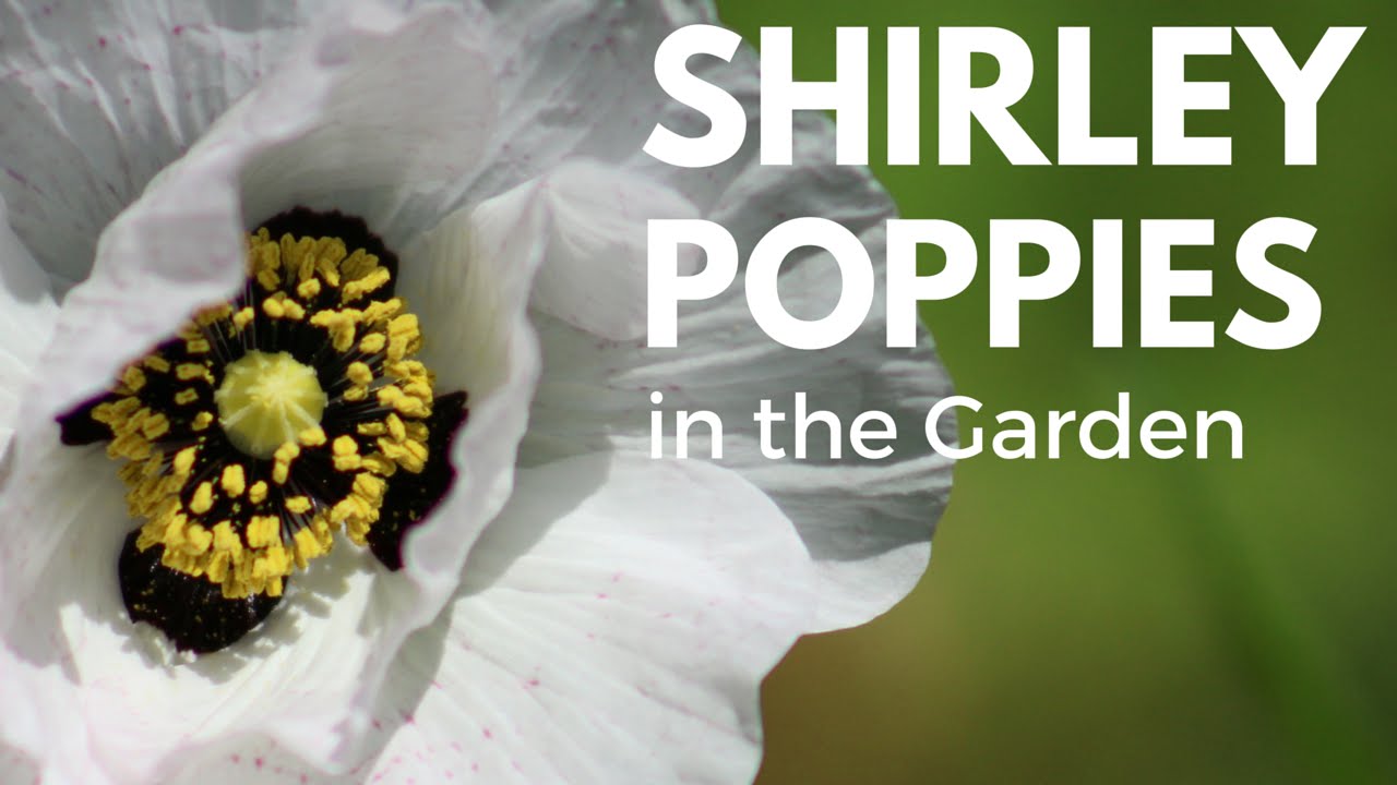 In the Garden: 'Mother of Pearl' Shirley Poppies - Ornamental Cut Flowers