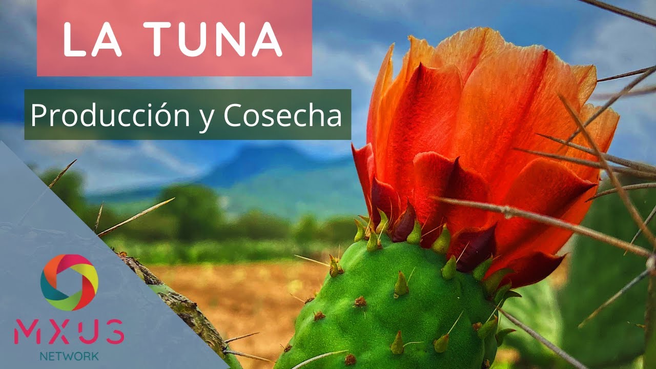 La tuna  (producción y cosecha)