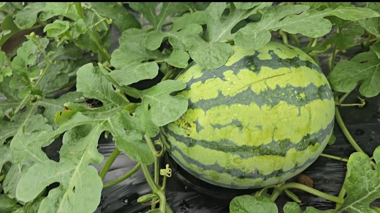 수박 재배법. 수박과 참외 장마철 대비 간이 비가림시설 설치.  