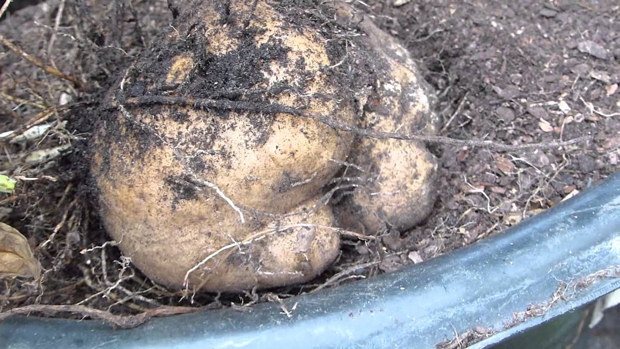 Harvesting Tropical Yam/Name In Winter -  Jan. 2016