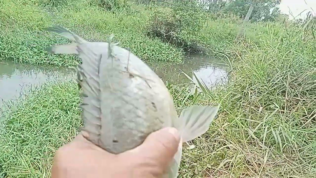 Mamaw pala aroyo dito!!! #ALVARANFISHHUNTER #tiksayfishing!!!