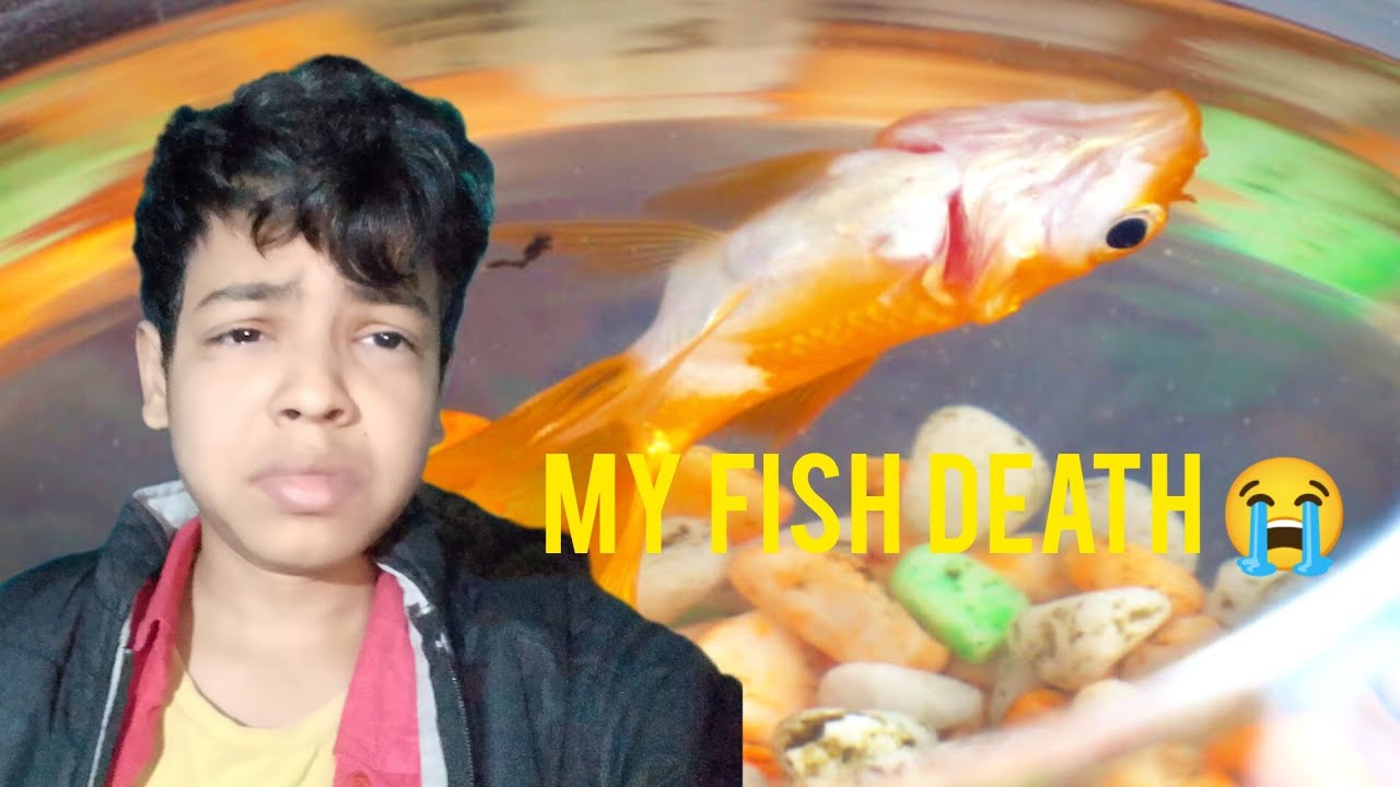 My Pet Fish Died 😭