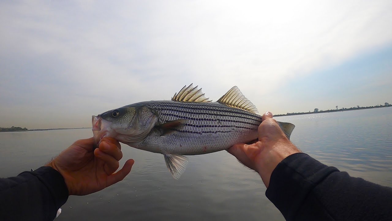 Vlogging With Bob 18 - NYC Fishing 2020 . Striped Bass