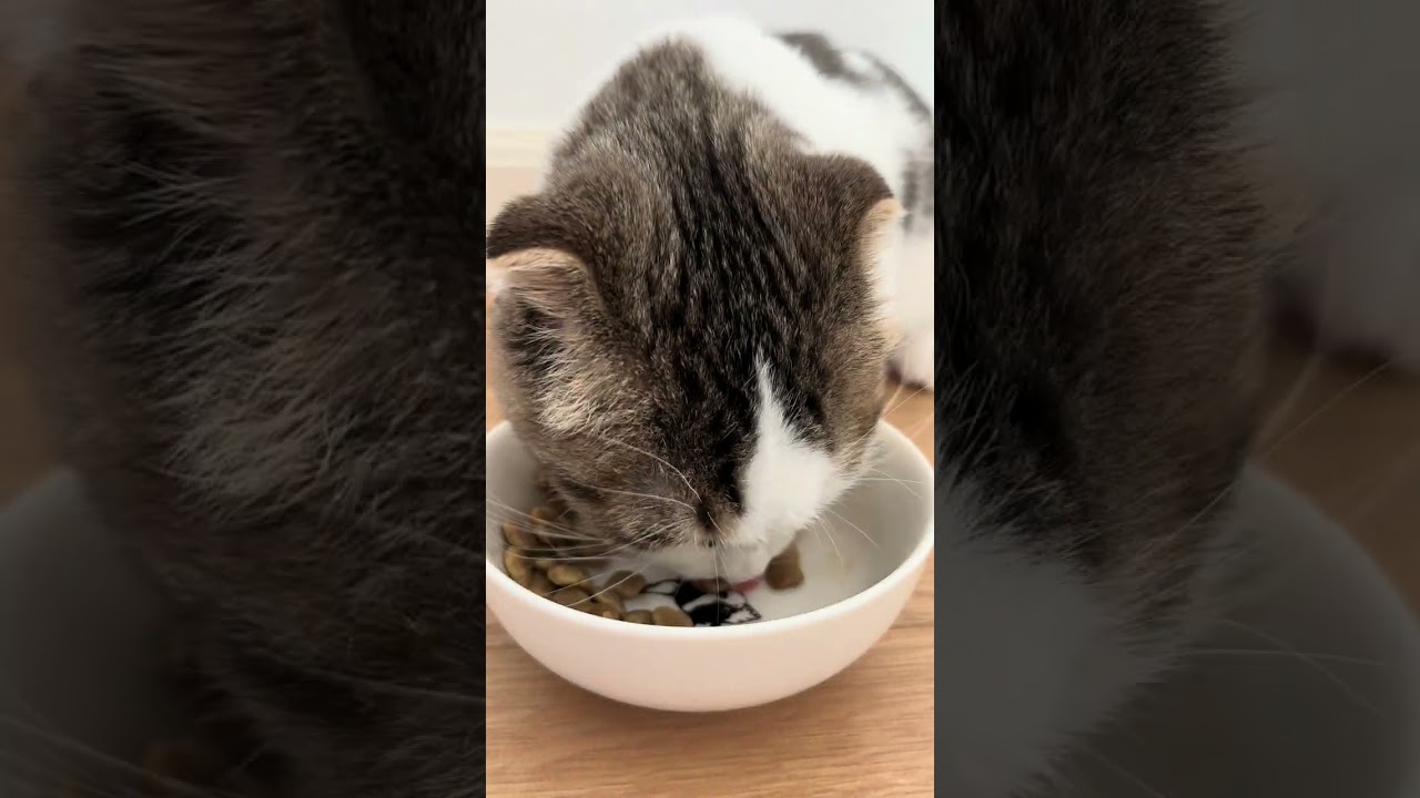 ご飯大好きとろろ。一生懸命ご飯食べます。