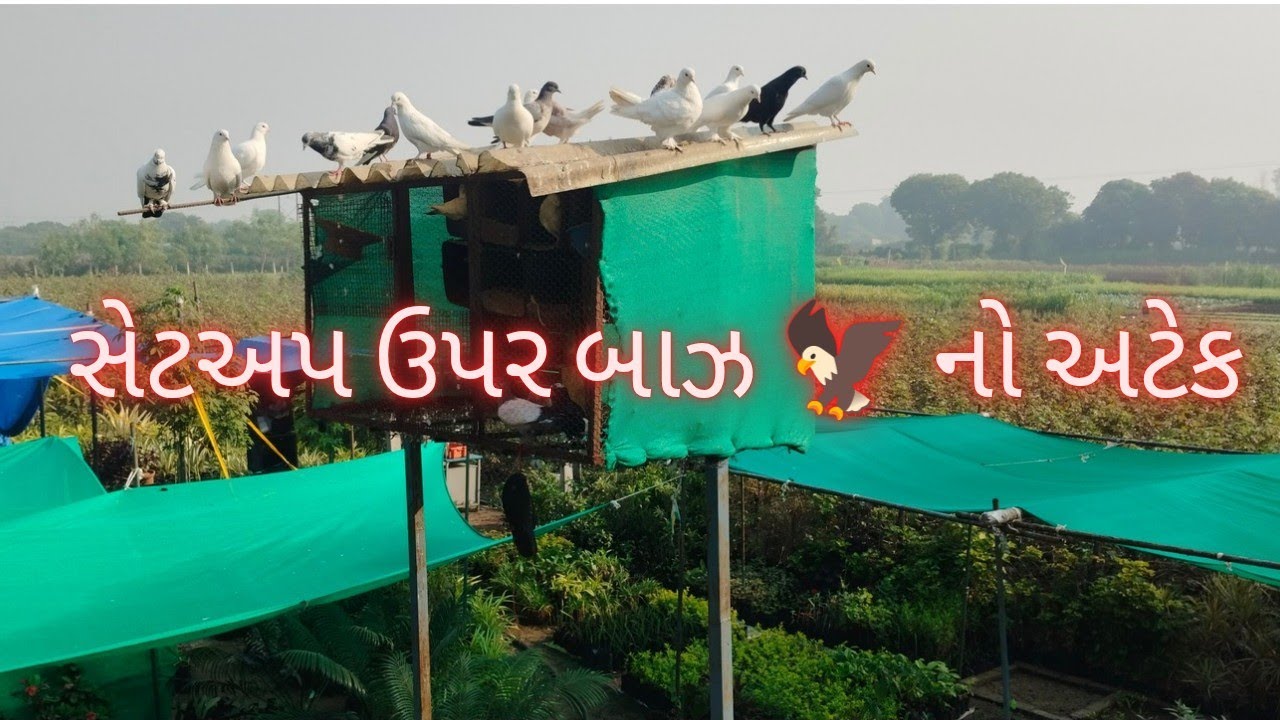 વાડી વાળા સેટઅપ માં બાઝ 🦅 નો એટેક થય ગયો//