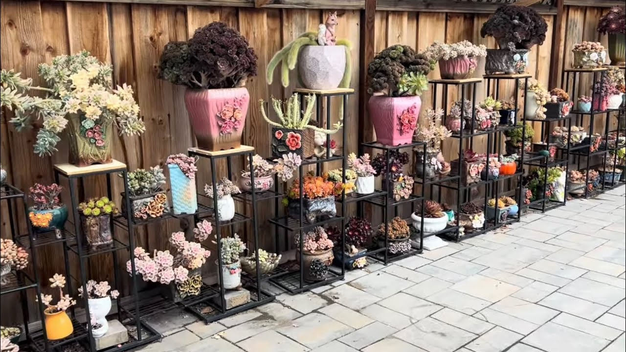 Korean Succulents Collection at Thuy Garden Tour #bonsai #succulentgarden #succulent #rose