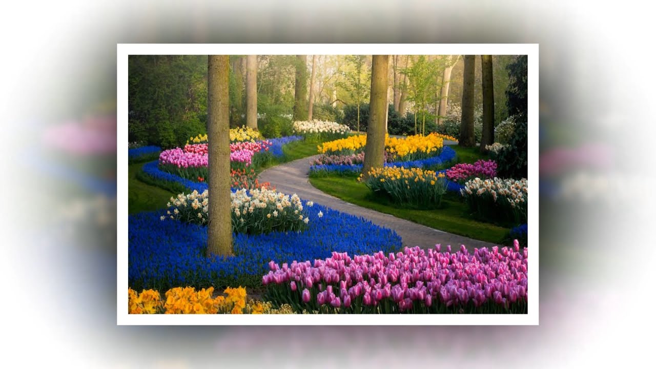 Le printemps, Albert Dros - Keukenhof Park [Spring, Fine Art photography]
