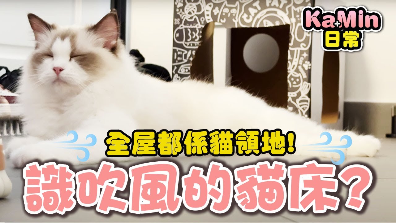 全屋都是貓領地! 識吹風的貓床!  (Kamin Vlog) (中文字幕)