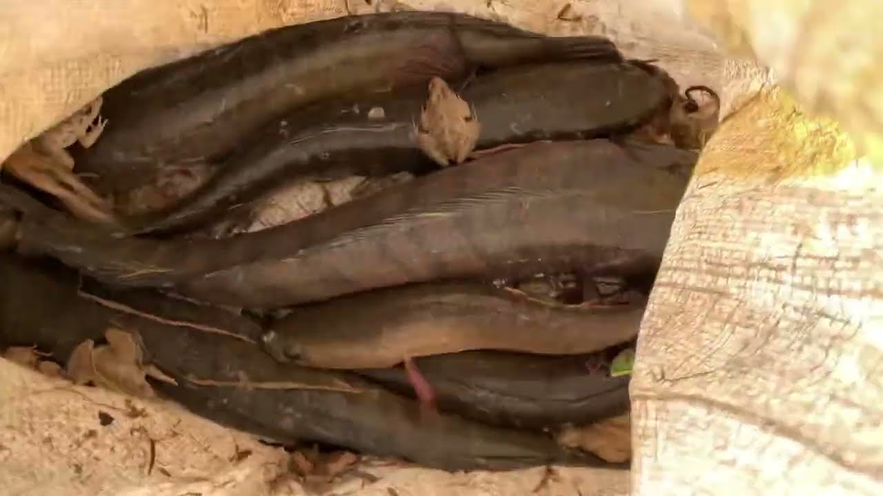 How to catch frog 