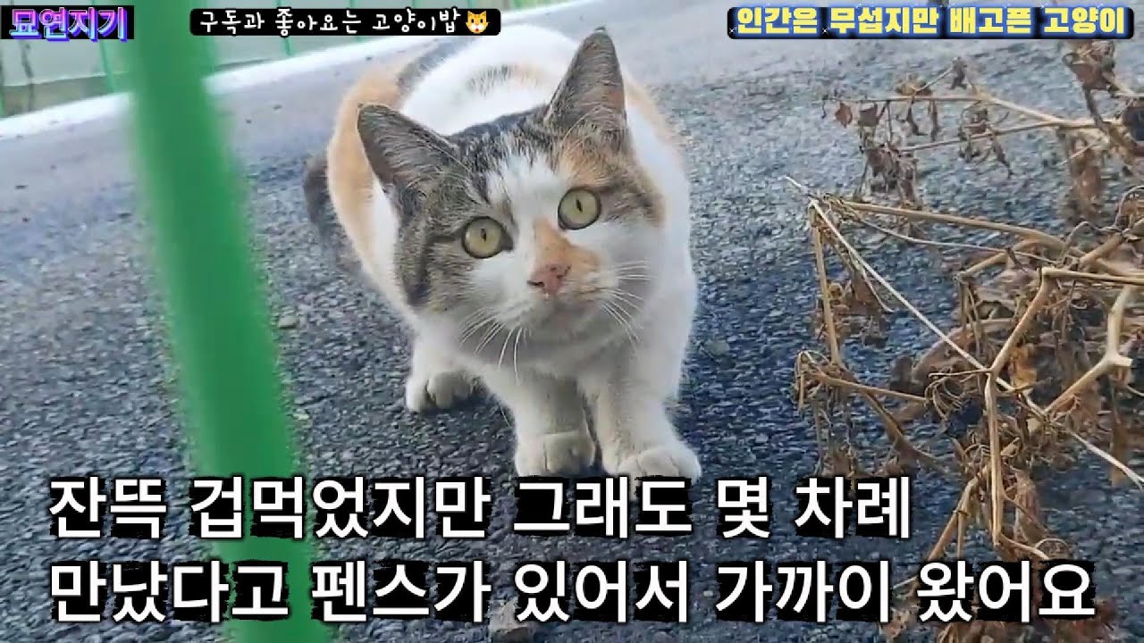 인간이 무서운 고양이. 그리고 화단을 떠나 술집에 눌러앉은 고양이  #묘연지기 #고양이 #