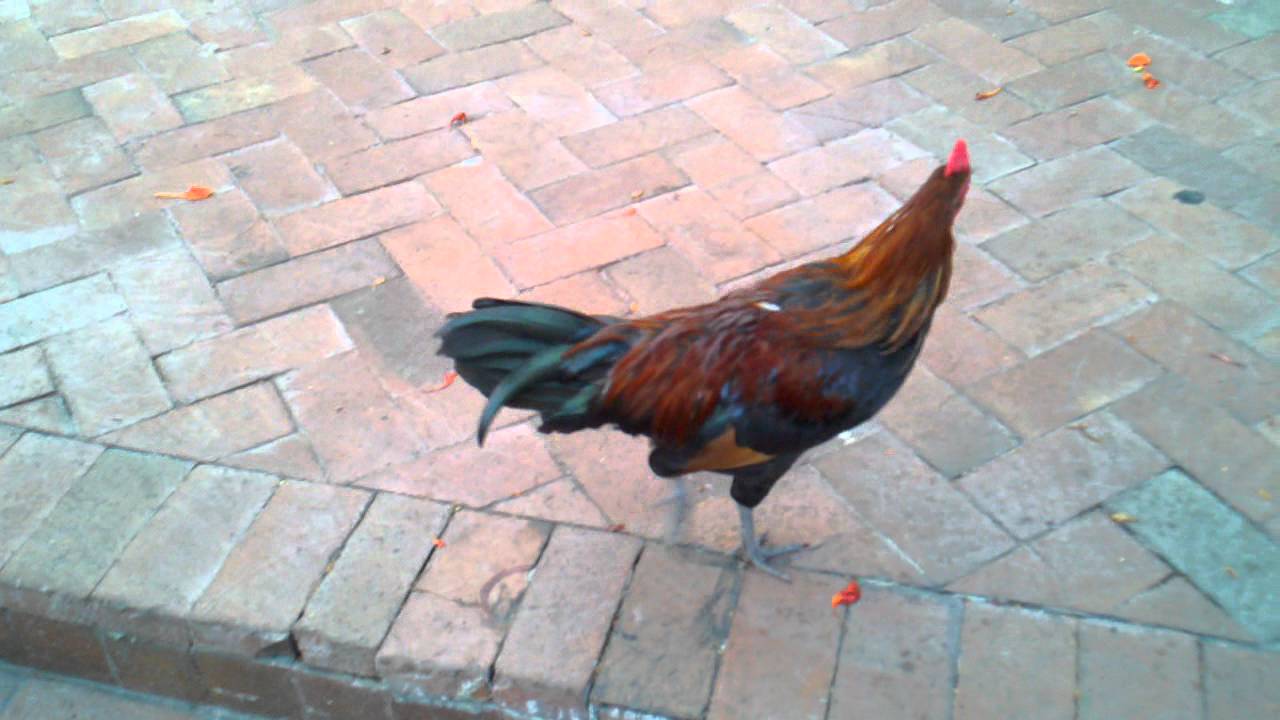 Cuban Cock. Key West, FL.