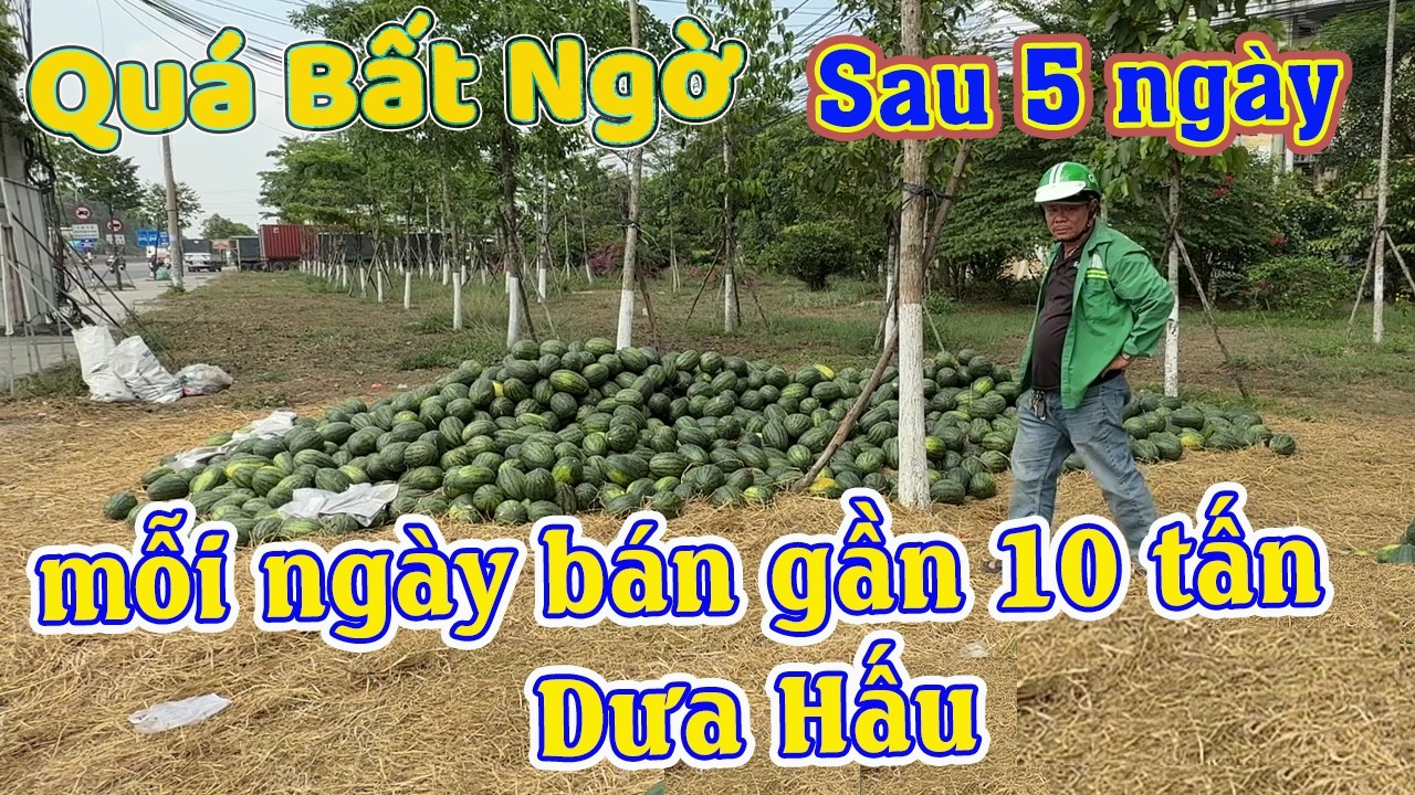 Quá bất ngờ sau 5 ngày giải cứu dưa hấu - 48 tấn đã được bán - quá dữ