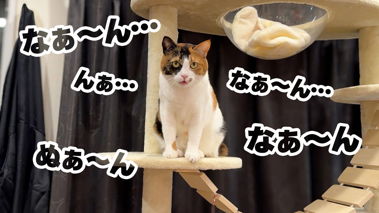 三毛猫が遠くから申し訳なさそうに語りかけてきました…