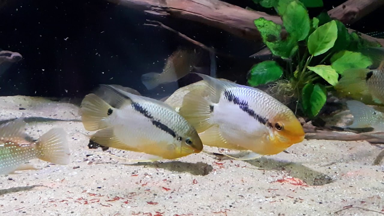 Satanoperca Leucosticta & Mesonauta Insignis 2