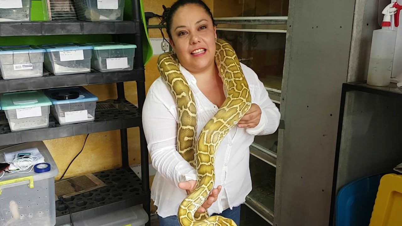 CUIDADOS BASICOS DEL PITÓN BURMES Y ALGUNOS TIPS!!!!!!