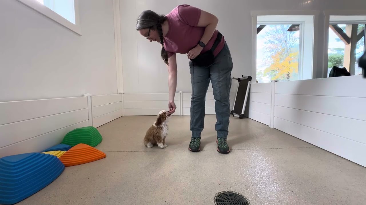 Rubi Training Session 10/29