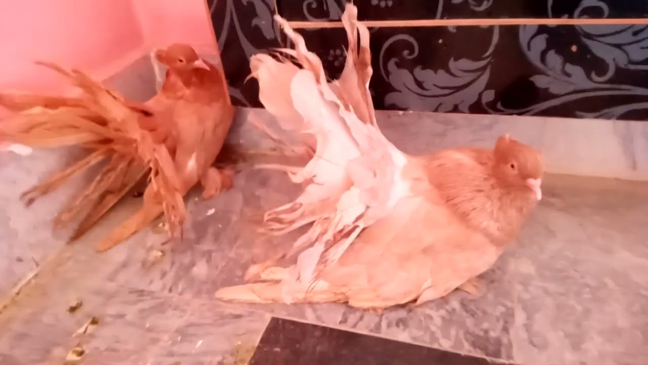 Sold out Chowk Munda from laiya Malik Zahid