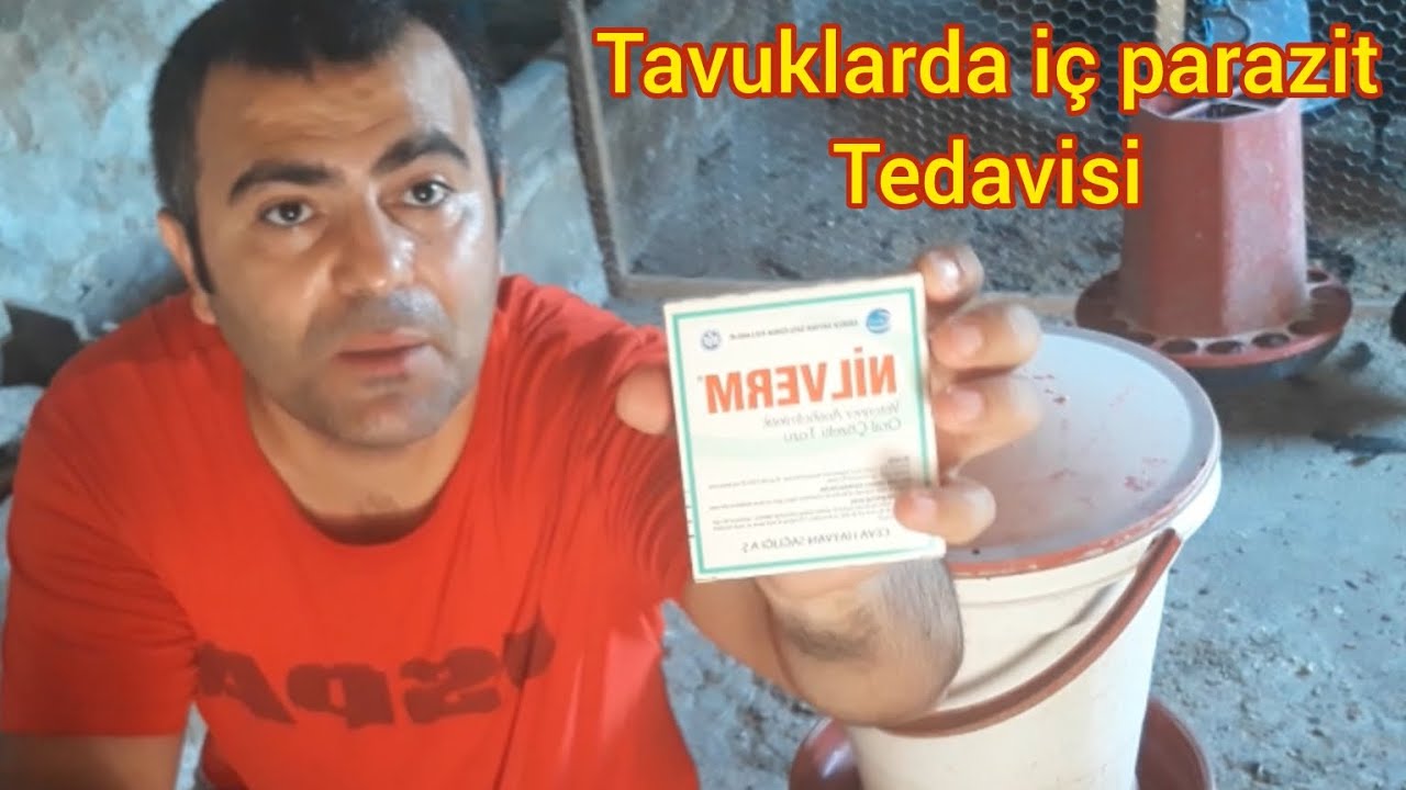 Tavuklarda iç parazit tedavisi 