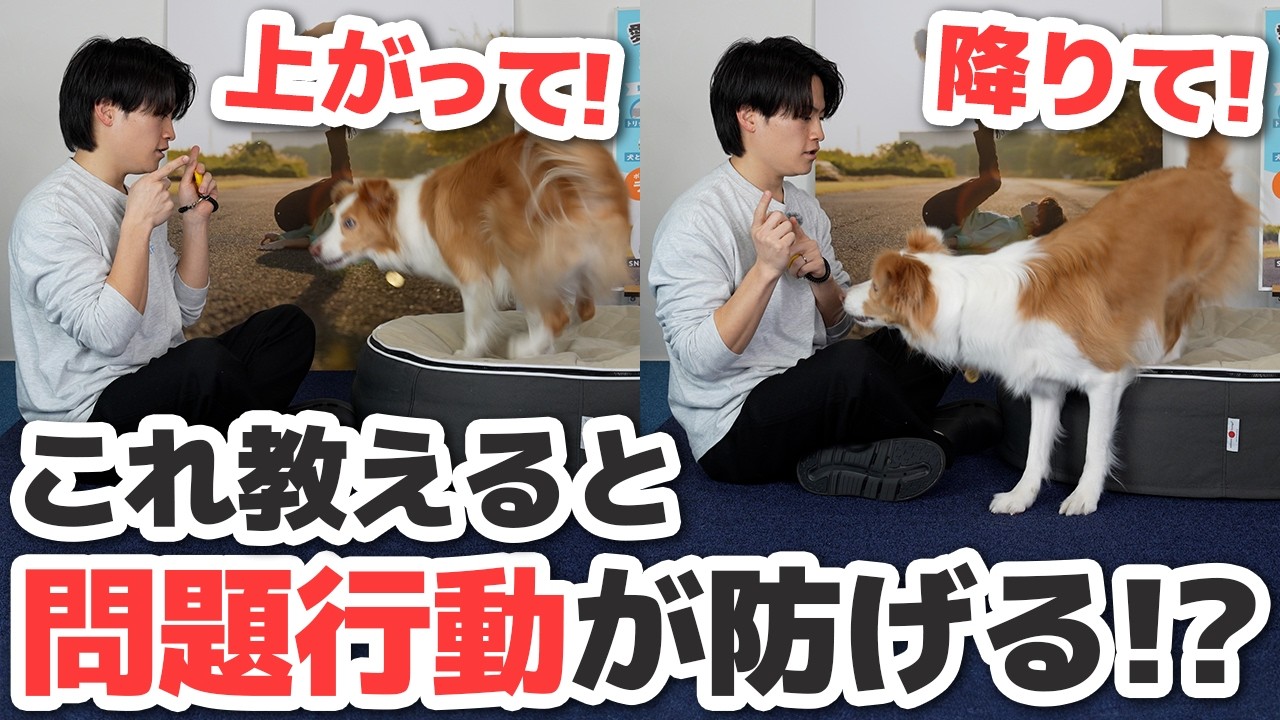 【要注意】ソファーで唸る・噛む…その原因はコレだった！？｜「上がって・降りて」の教え方【犬のしつけ】