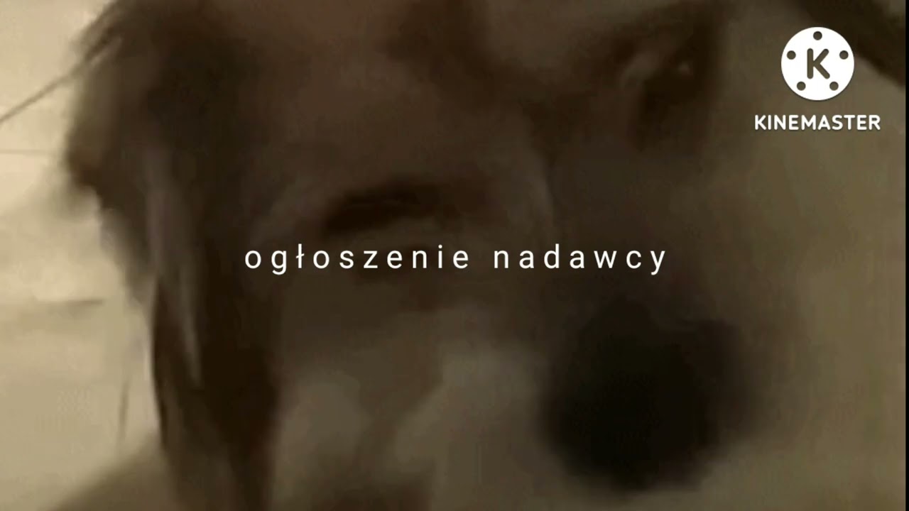 Piesek Meteo - Oprawa Graficzna (2022-dziś) dla 