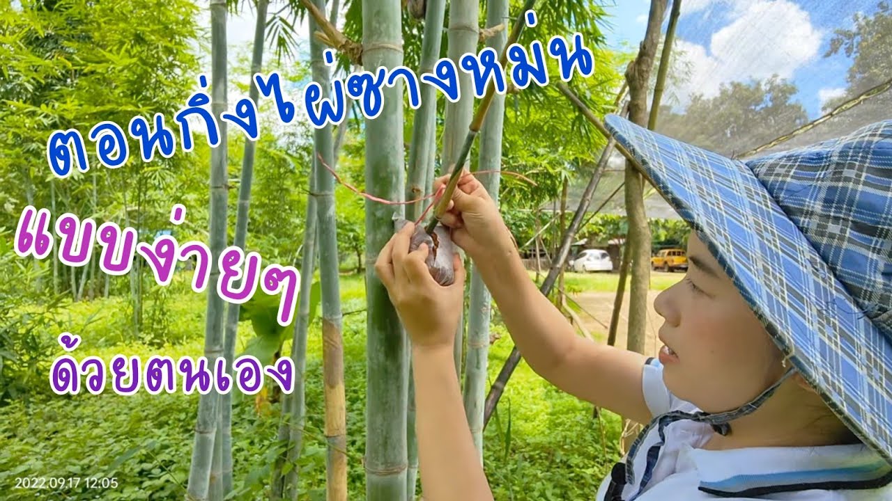 วิธีตอนกิ่งไผ่ซางหม่น แบบง่ายๆ