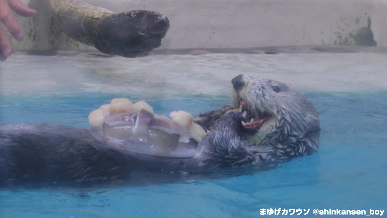 鳥羽水族館 ラッコのお食事タイムとキラちゃん誕生日会 2021/4/21 (Sea otters at TOBA AQUARIUM in MIE)